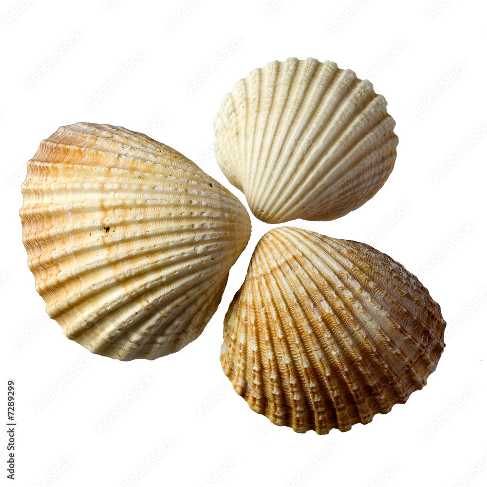 Three seashells