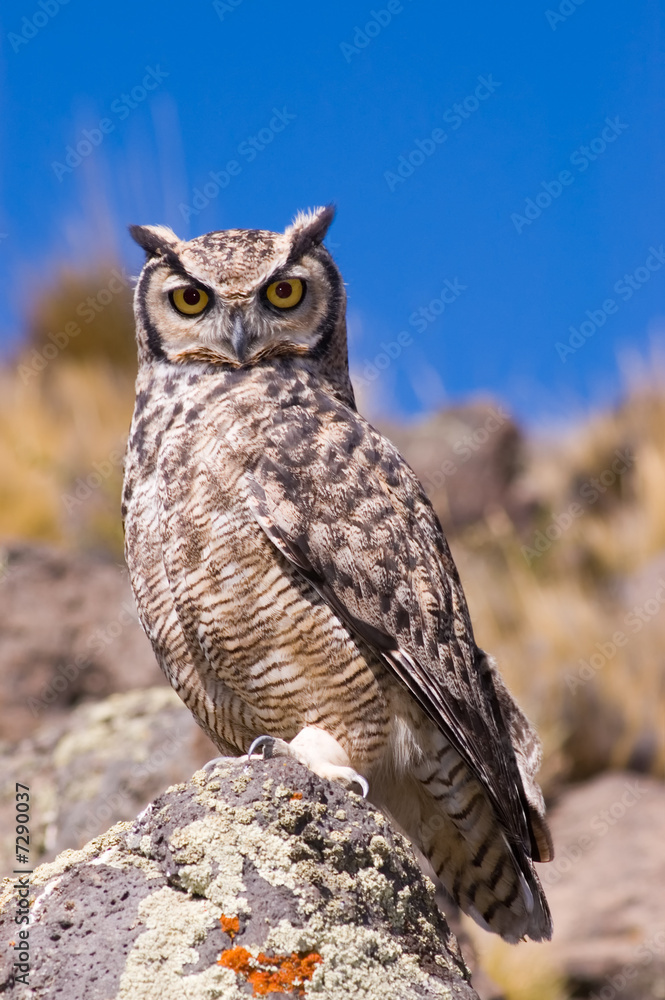 Great Horned Owl (Bubo Virginianus) in Patagonia, Argentina. Stock-Foto |  Adobe Stock