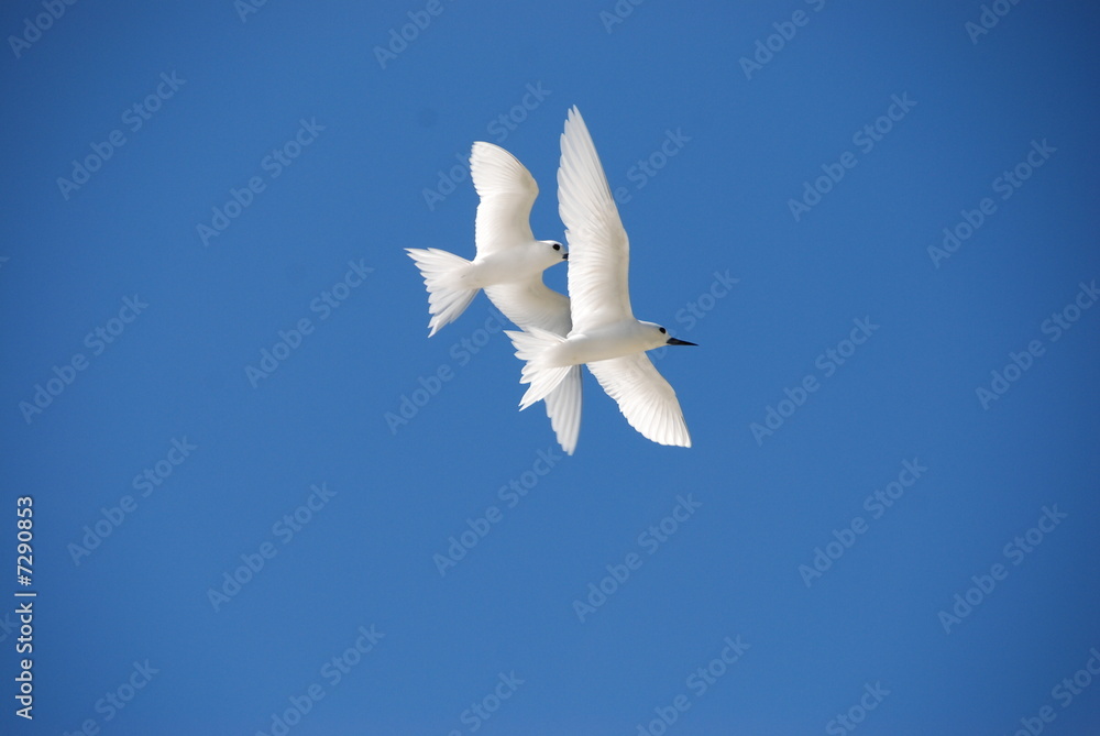 Obraz premium Rybitwa biała