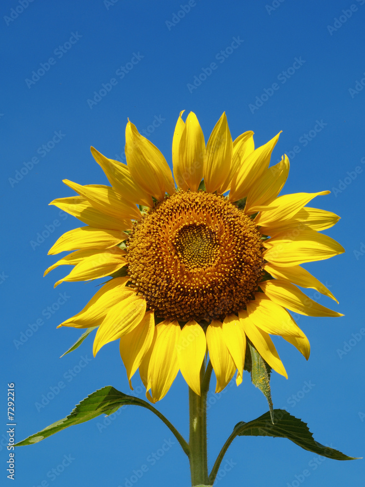 Sunflower Sunflower