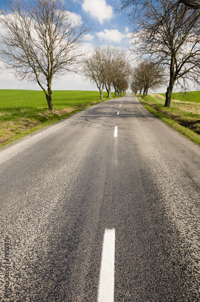 Fototapeta premium Road with tree alley