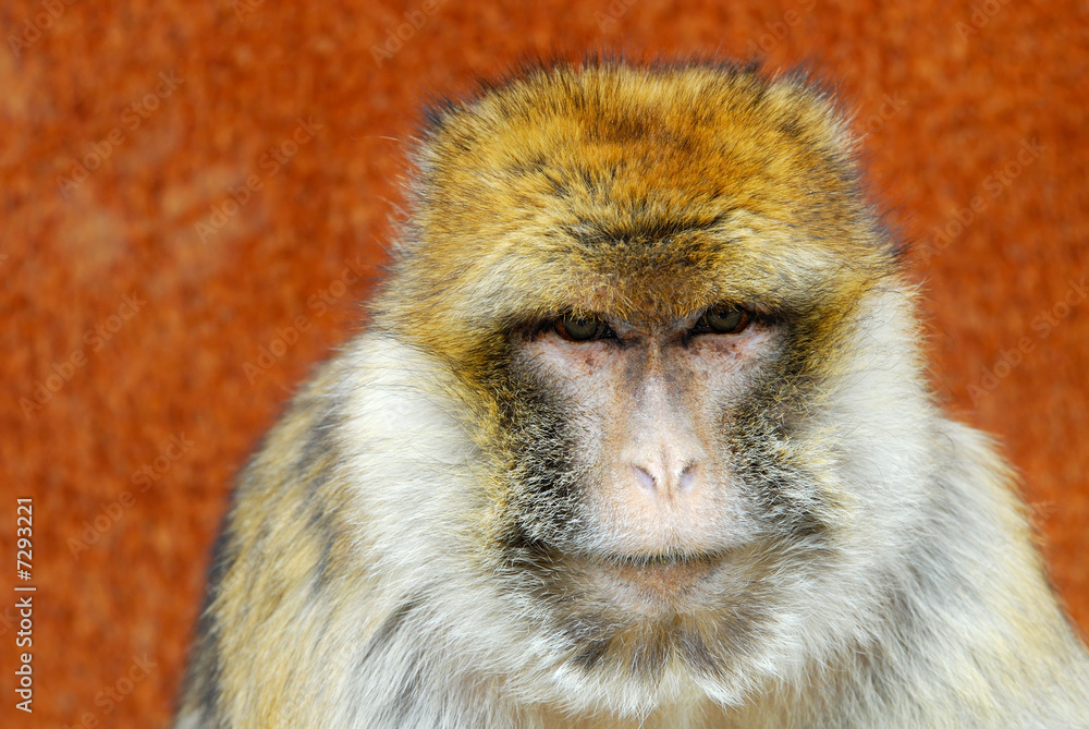 Obraz premium barbary ape