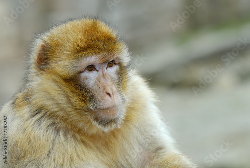 barbary ape