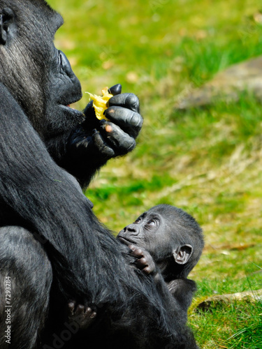 baby gorilla
