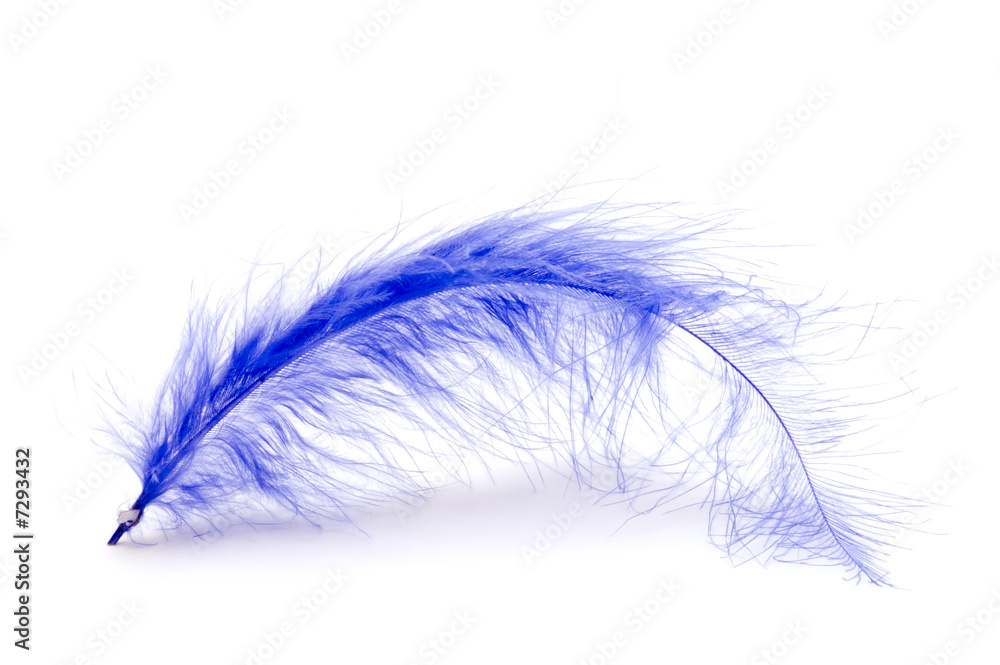 Obraz premium blue feather on white