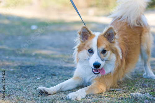 Friendly relaxed dog