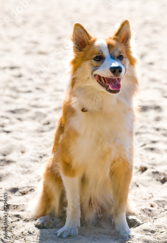 Iceland hound