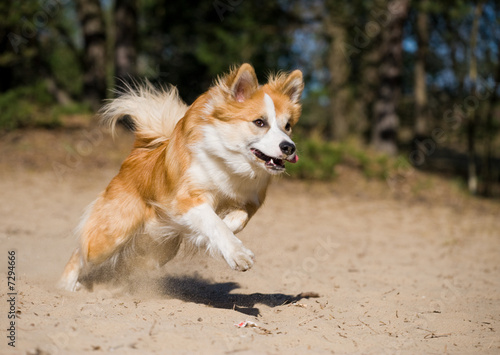 Running iceland hound