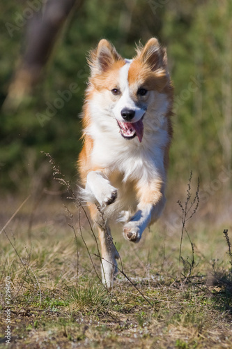 Running dog
