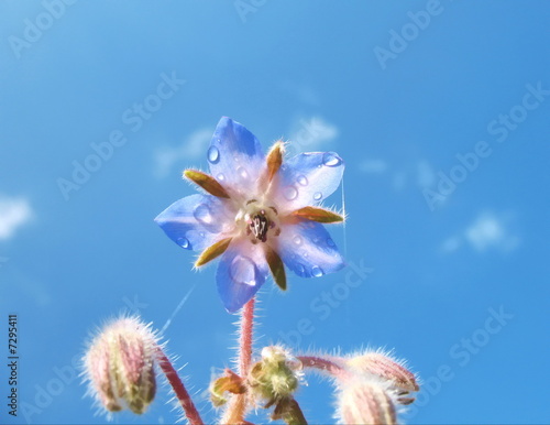 Cucumber grass (Borago officinalis L.) photo