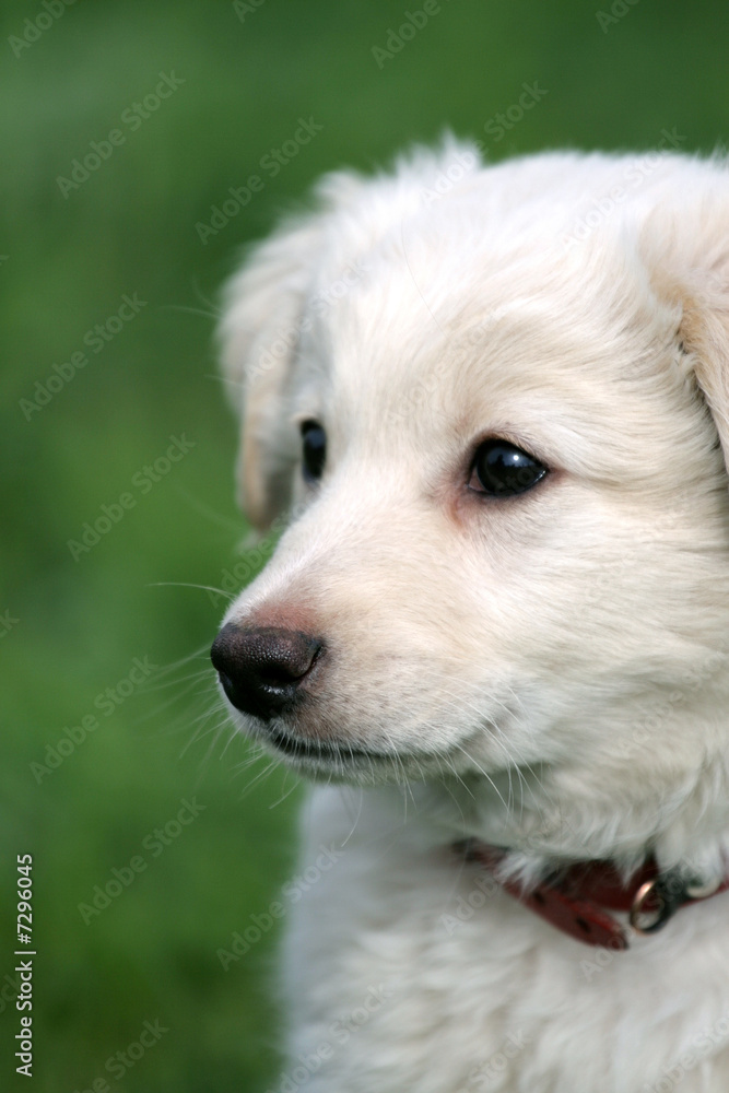 white puppy