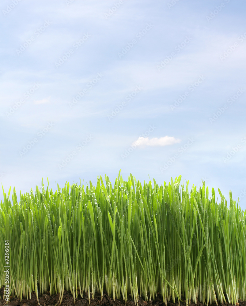 green fresh grass