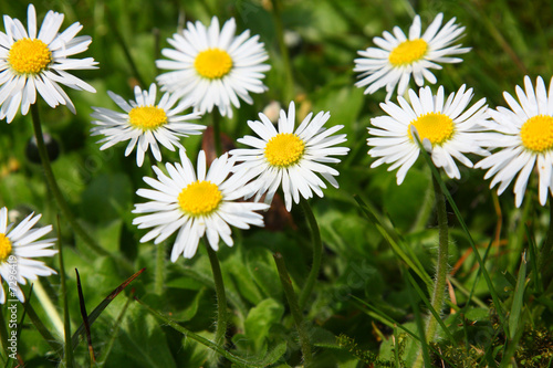 flower white 2