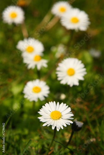 flower white 1