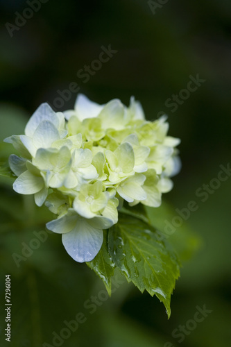soft blue flowers hydrangea