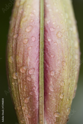 wet red day lilly detail
