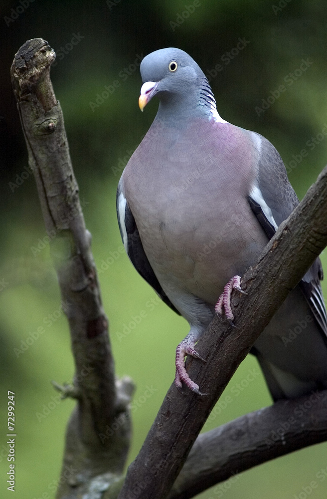 Gray Pigeon