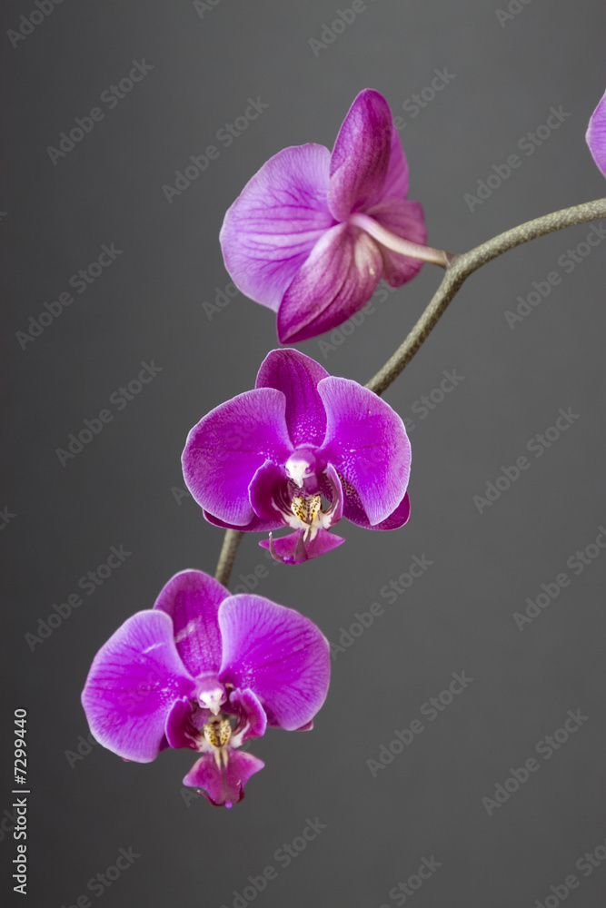 orquidea orquidea