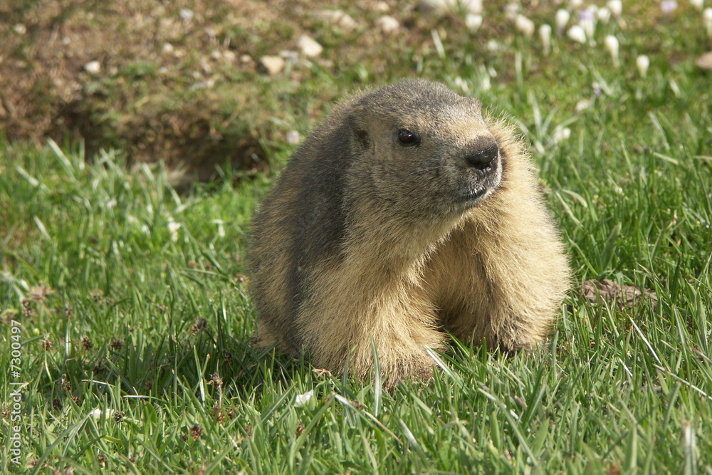 marmotte marmotte