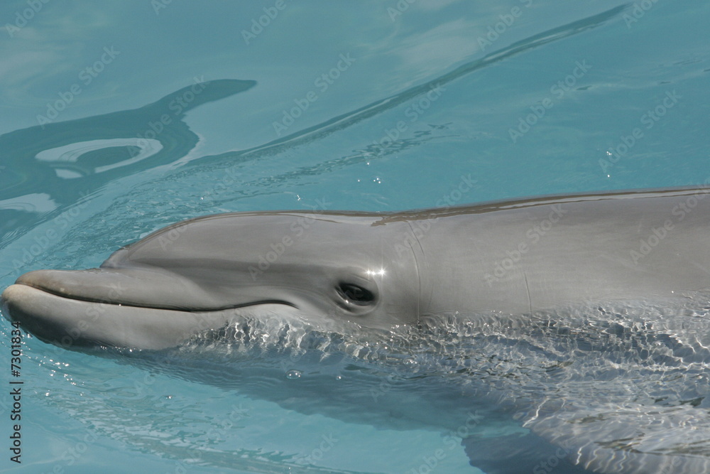 Naklejka premium FEMALE DOLPHIN