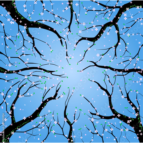View through a forest canopy in spring