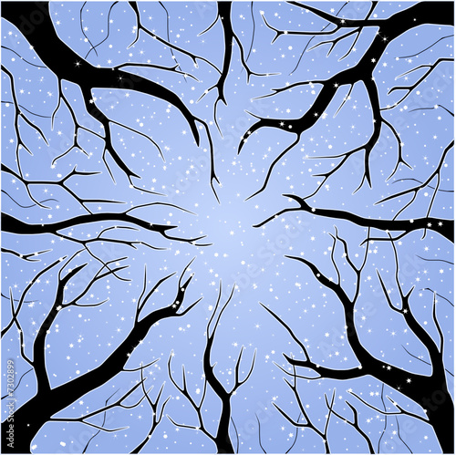 View through a forest canopy in winter