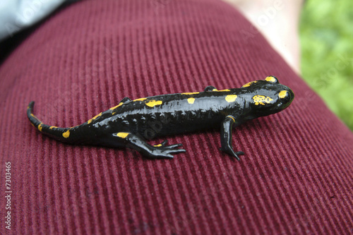 Salamander lizard