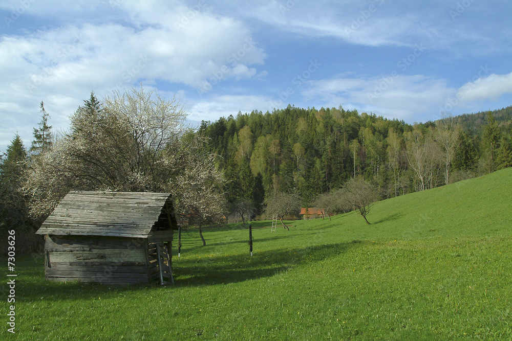 Fototapeta premium Romantic meadow