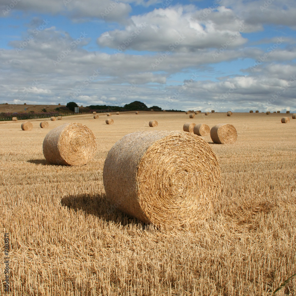 Hay bales in a field