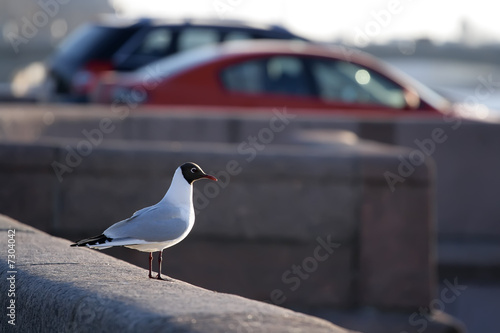 Wallpaper Mural seagull seating on the granite embankment Torontodigital.ca