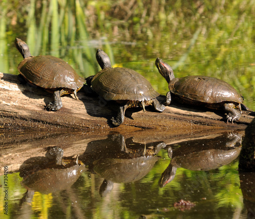 Three Red-Eared Slider Turtles (Trachemys scripta elegans) on a Log with Reflection