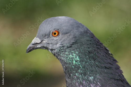 pigeon