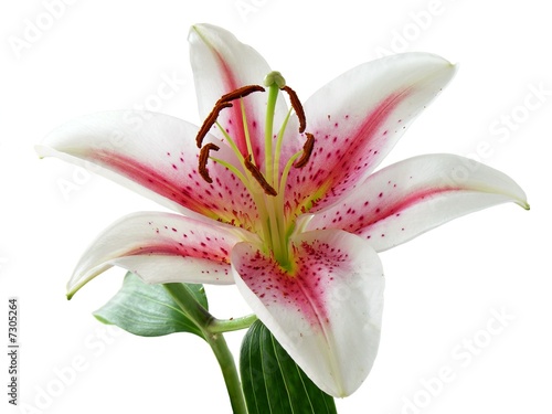white and pink lily with brown pollen