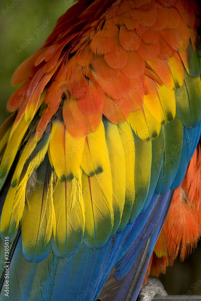 Fototapeta premium Colorful Scarlet Macaw Feathers Close Up