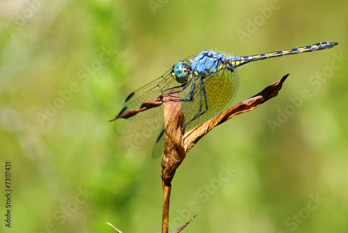 Blue dragonfly