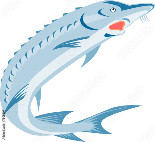 Sturgeon Fish photo