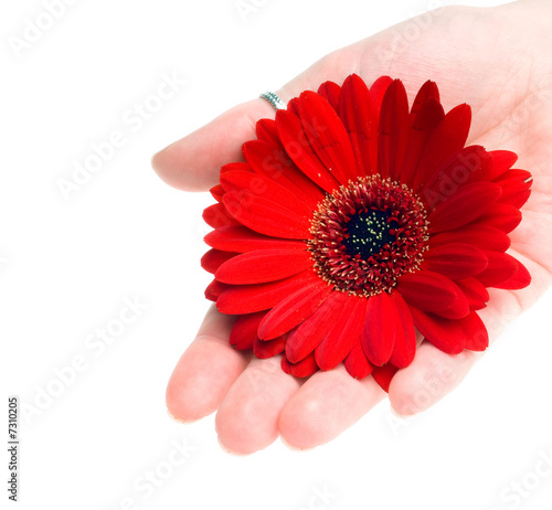 gerbera flower photo