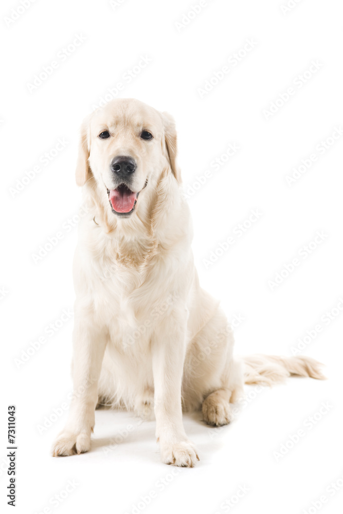 Golden retriever