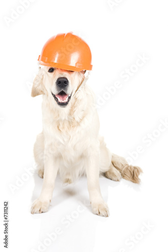 Construction dog