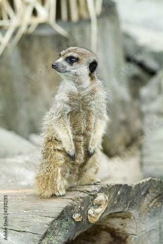 Standing suricate