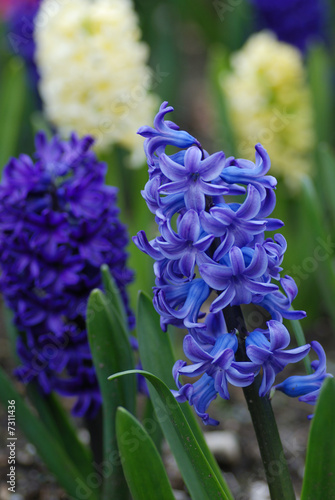 hyacinth flowers in spring garden