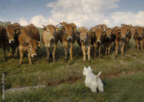 Petit chien tenant en respect plusieurs vaches