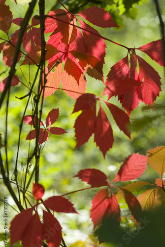 Red and green leaves