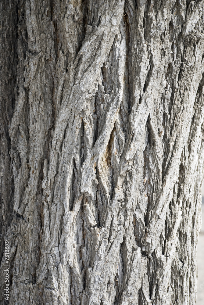 bark of a tree