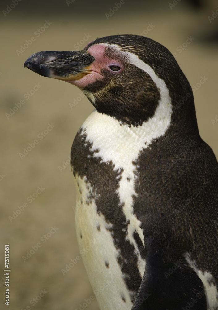 Naklejka premium humbolt penguin