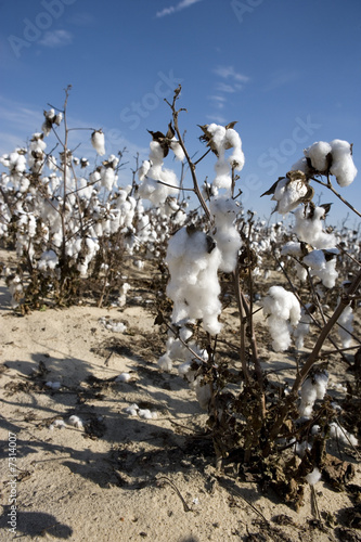 cotton field before harvest