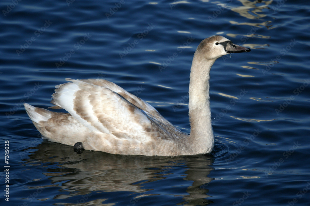 Graceful gray swan on a water of lake