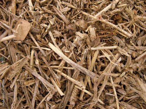 Wood Bark Background