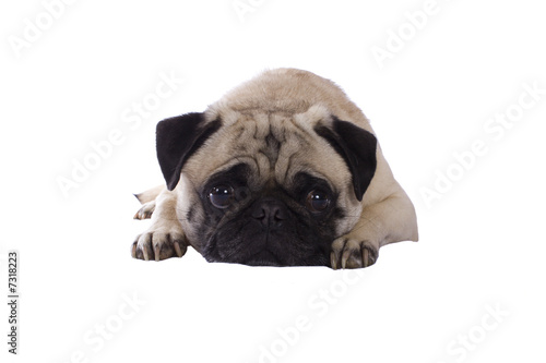 sad pug