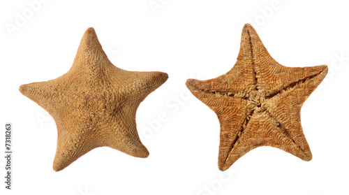 Goose Foot Starfish photo